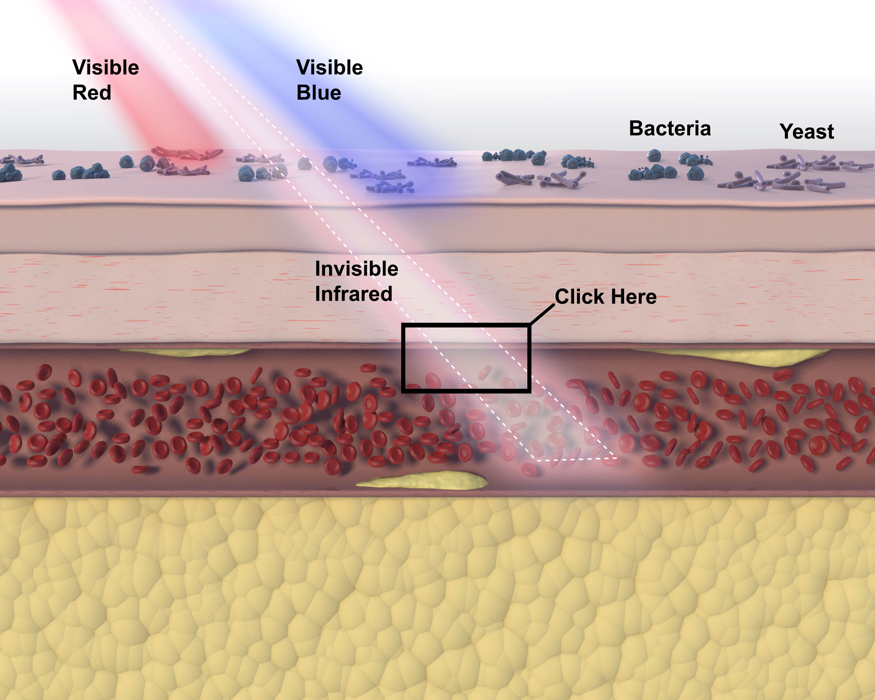 PulseWave™ Biomodulation (Image 2)