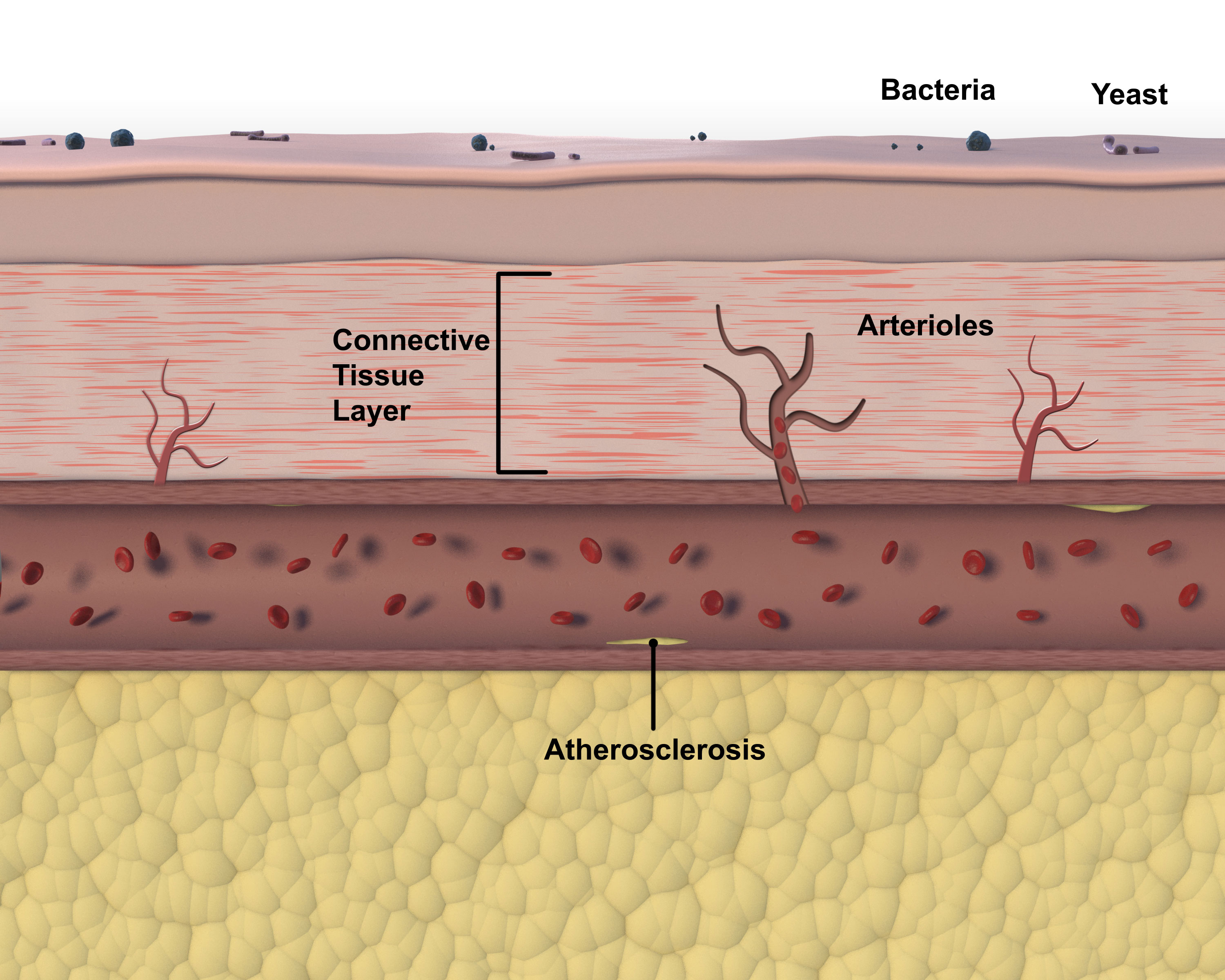 Long Term Biomodulation (Image 4)