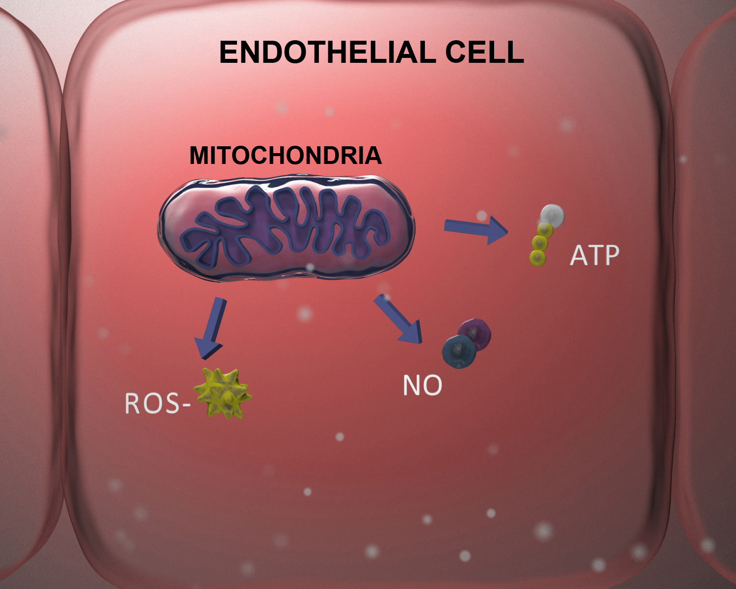 Light Induced Changes on Cells