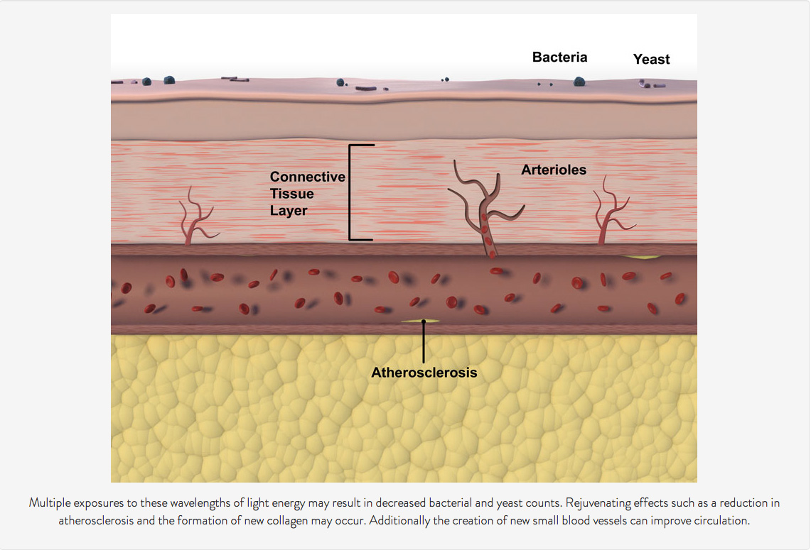 Long Term Biomodulation (image 4 with text)
